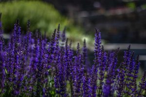 Lavendel - Höri Gartenbau - Wangen